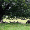 Sheep in the Shade